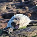 Grey seal pup in the Farne Islands