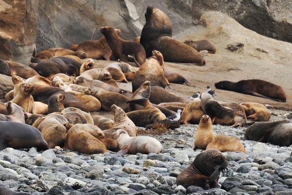 Sea Lions, Yerbas Buenas Chile
